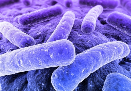 bacteria